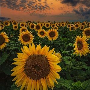 Meet your Posher, Ali